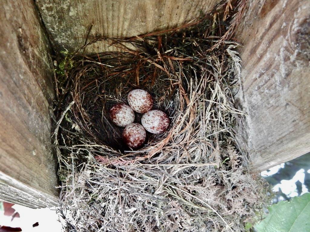 bird prothonotary warbler eggs Robertson MillPond Kristie Gianopulos(158) by ncwetlands.org is licensed under CC BY 2.0.